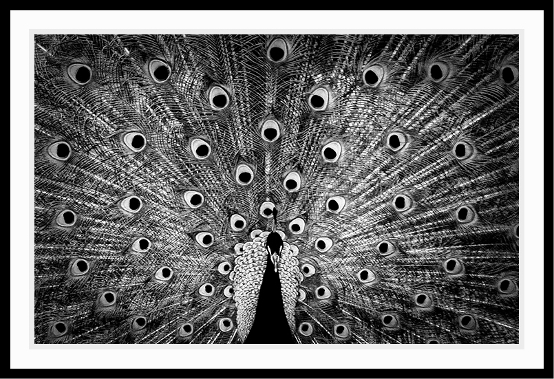 Photo of a peacock in black and white.
